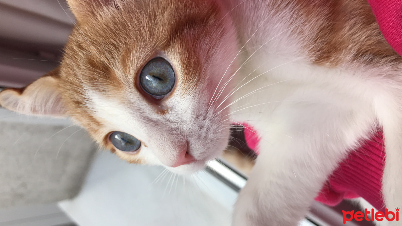Sarman, Kedi  Boncuk fotoğrafı