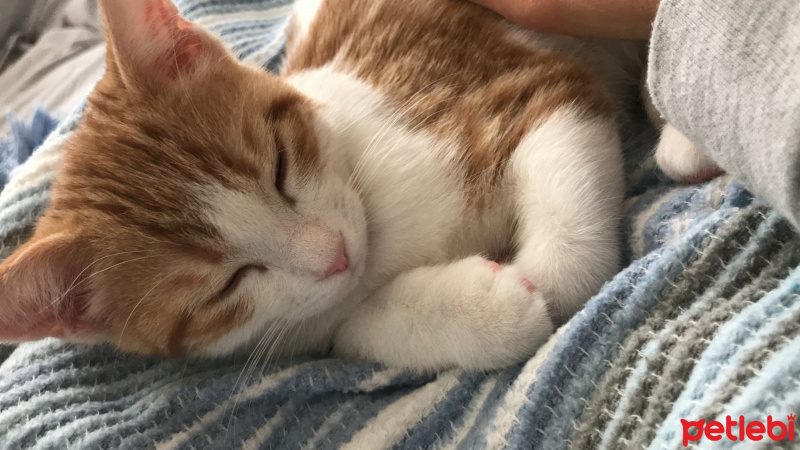 Sarman, Kedi  Boncuk fotoğrafı