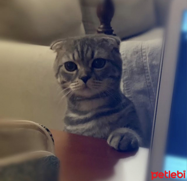 Scottish Fold, Kedi  Siyeon fotoğrafı