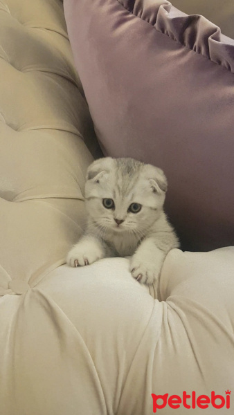 Scottish Fold, Kedi  LOKUM fotoğrafı