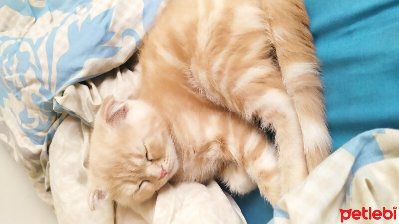 Scottish Fold, Kedi  Pamuk fotoğrafı