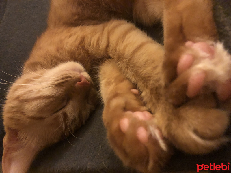 Sarman, Kedi  HİRA fotoğrafı