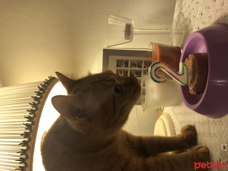 Sarman, Kedi  HİRA fotoğrafı