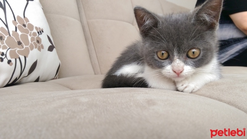 British Shorthair, Kedi  Popi fotoğrafı