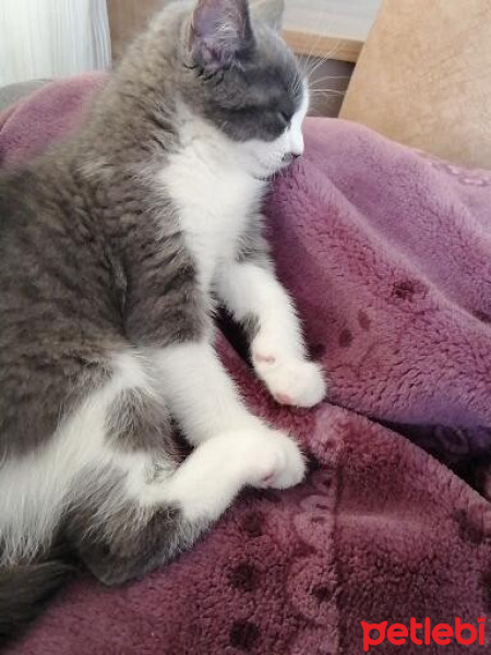 British Shorthair, Kedi  Layla fotoğrafı