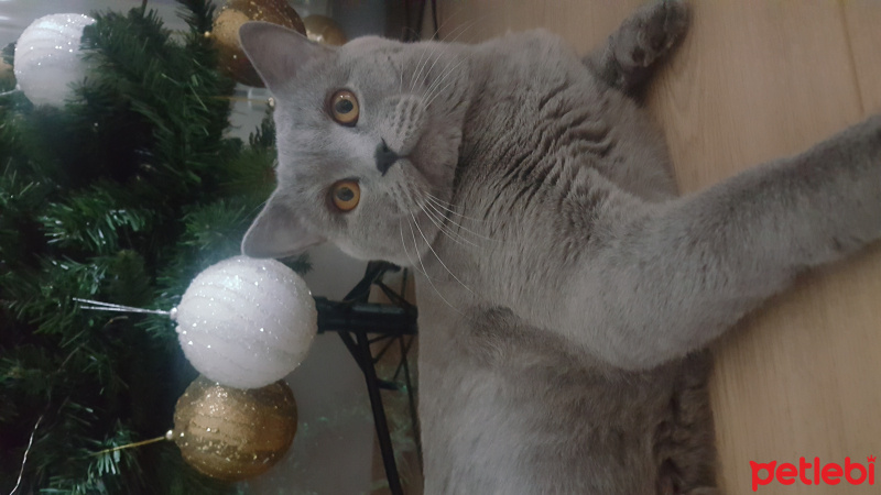 British Shorthair, Kedi  Richi fotoğrafı
