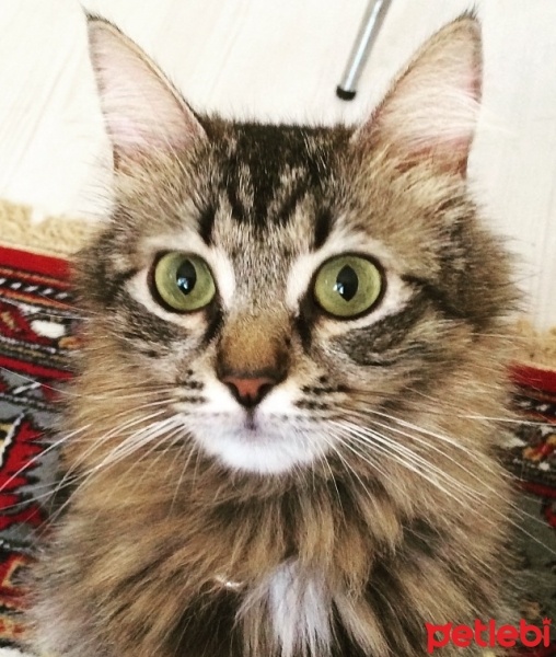 Tekir Kedi, Kedi  PATİ  fotoğrafı