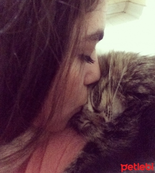 Tekir Kedi, Kedi  PATİ  fotoğrafı