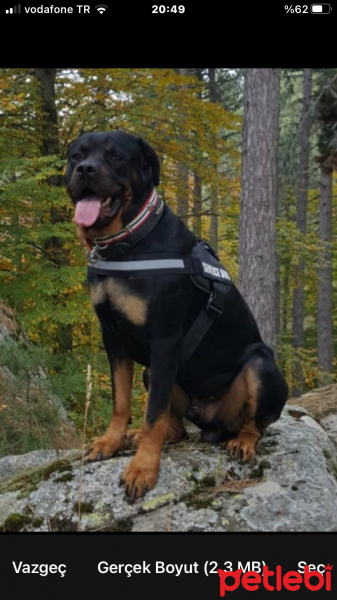 Rottweiler, Köpek  Çiko fotoğrafı