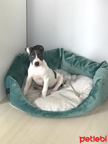 Amerikan Staffordshire Terrier, Köpek  Pablo fotoğrafı