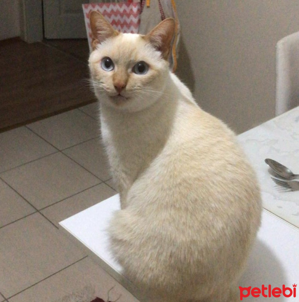 Colorpoint Shorthair, Kedi  Neo fotoğrafı