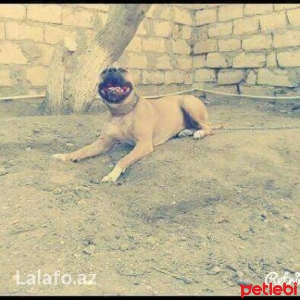 Amerikan Pitbull Terrier, Köpek  Pasa fotoğrafı