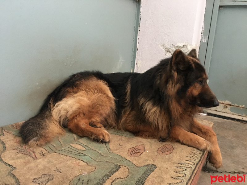 Alman Çoban Köpeği, Köpek  Alfa fotoğrafı