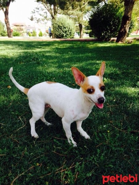 Chihuahua, Köpek  suzi fotoğrafı