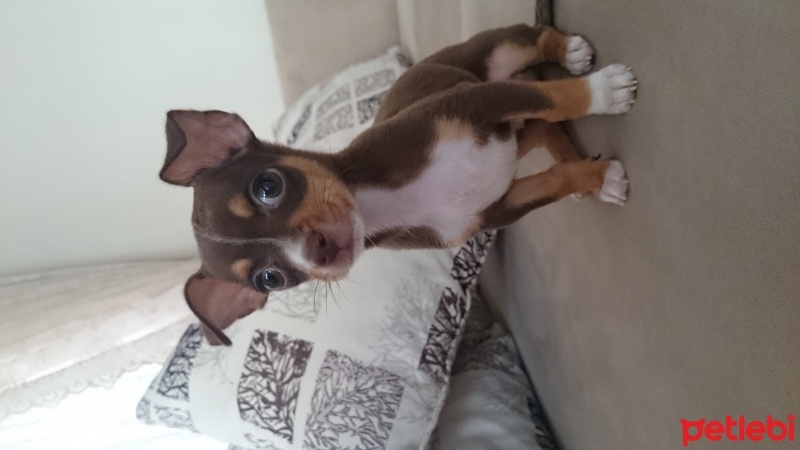 Minyatür Pinscher, Köpek  Thor fotoğrafı