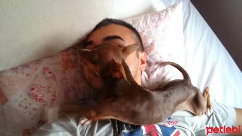 Minyatür Pinscher, Köpek  Thor fotoğrafı