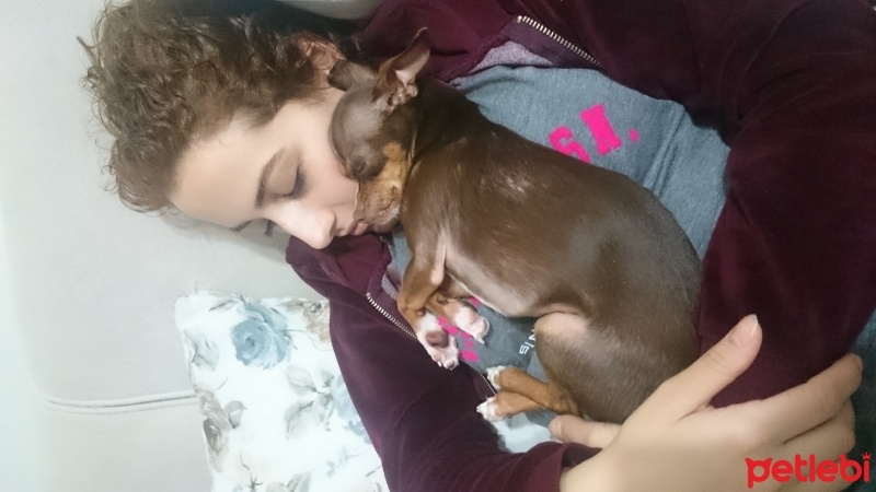 Minyatür Pinscher, Köpek  Thor fotoğrafı