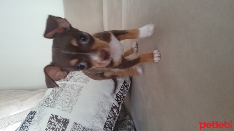 Minyatür Pinscher, Köpek  Thor fotoğrafı