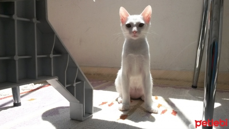 Egyptian Maular, Kedi  Tomurcuk fotoğrafı