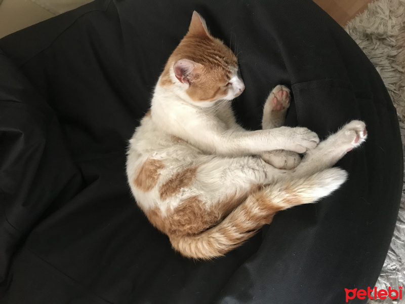 Sarman, Kedi  Çiya fotoğrafı