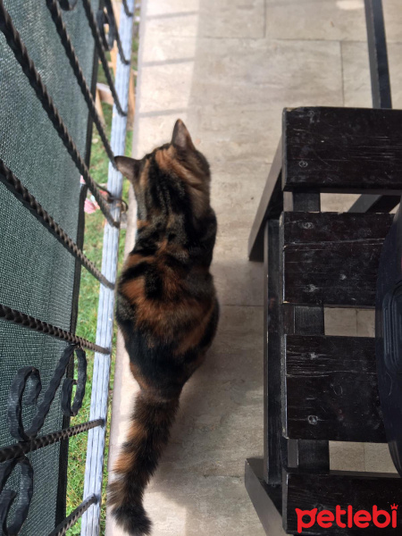 Tekir Kedi, Kedi  Karamel fotoğrafı