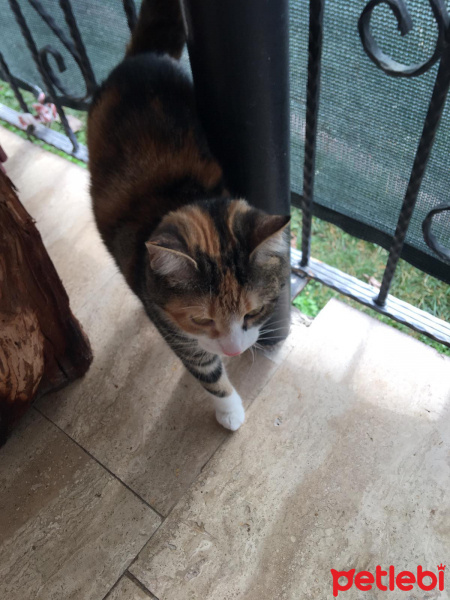 Tekir Kedi, Kedi  Karamel fotoğrafı