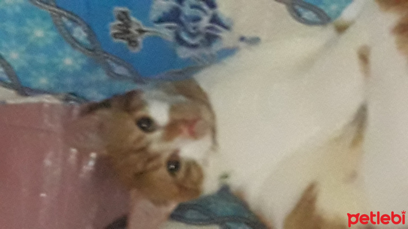 Sarman, Kedi  Karamel fotoğrafı