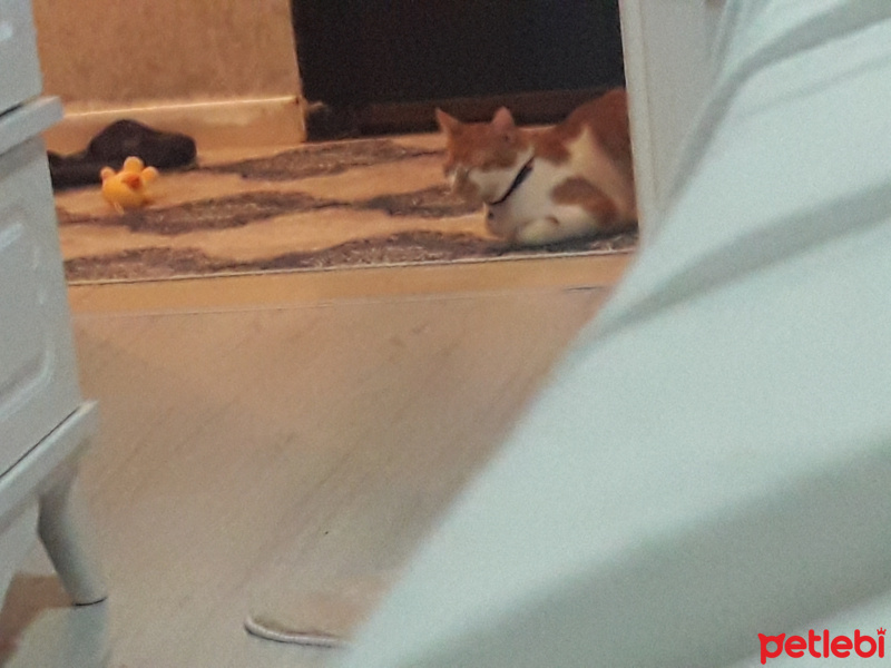 Sarman, Kedi  Karamel fotoğrafı