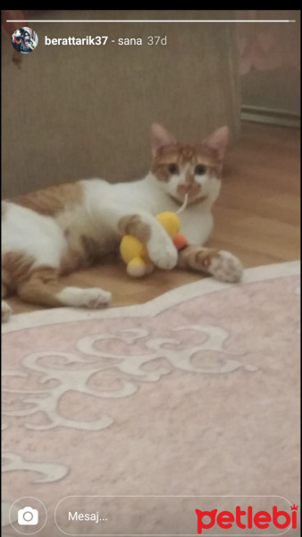 Sarman, Kedi  Karamel fotoğrafı