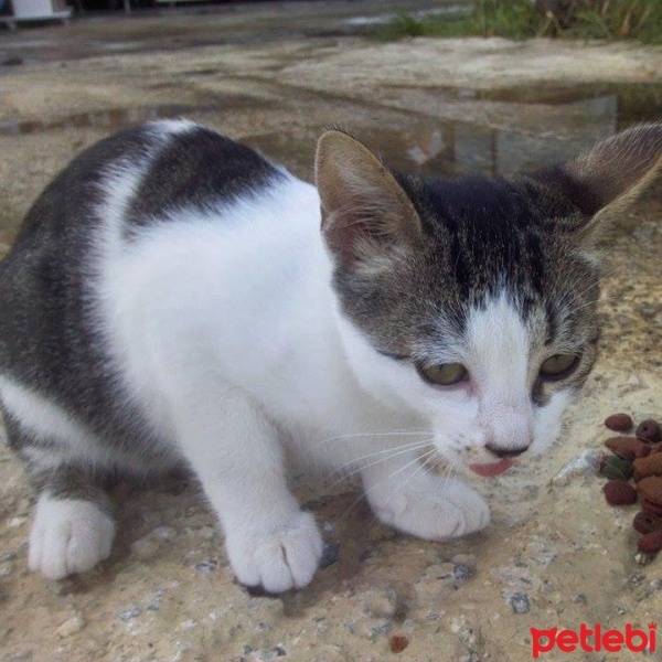 Tekir Kedi, Kedi  öksüz fotoğrafı