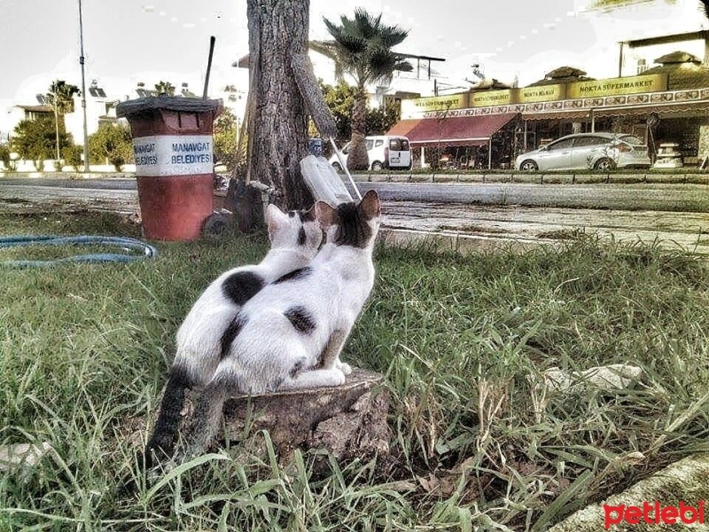 Tekir Kedi, Kedi  öksüz fotoğrafı