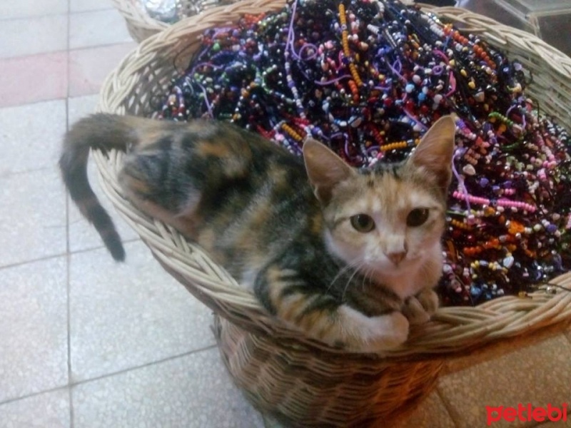 Tekir Kedi, Kedi  öksüz fotoğrafı
