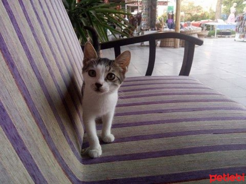 Tekir Kedi, Kedi  öksüz fotoğrafı