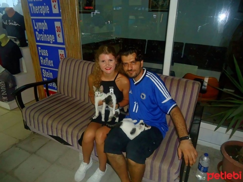 Tekir Kedi, Kedi  öksüz fotoğrafı