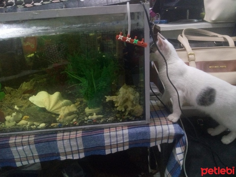 Tekir Kedi, Kedi  öksüz fotoğrafı