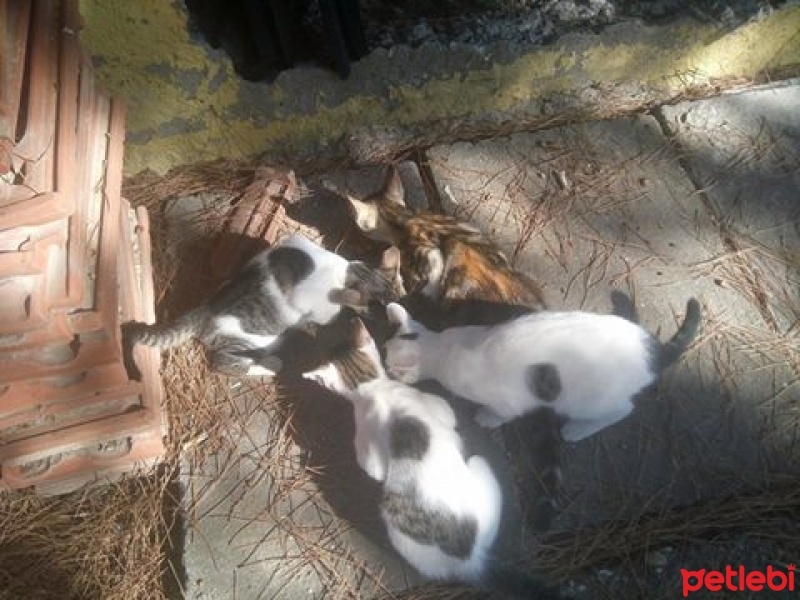 Tekir Kedi, Kedi  öksüz fotoğrafı