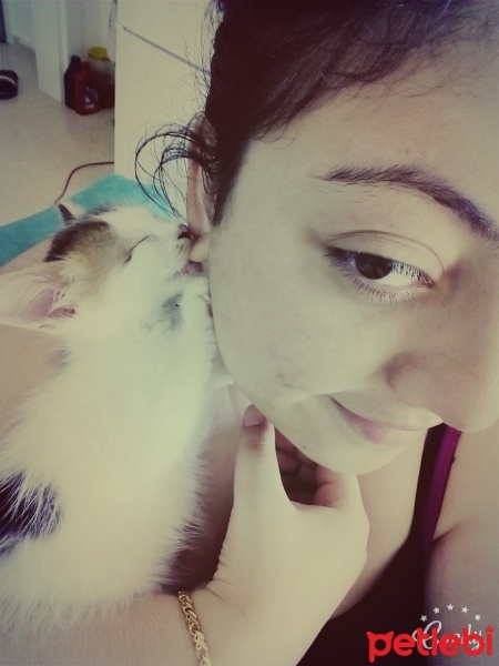 Tekir Kedi, Kedi  Şero fotoğrafı