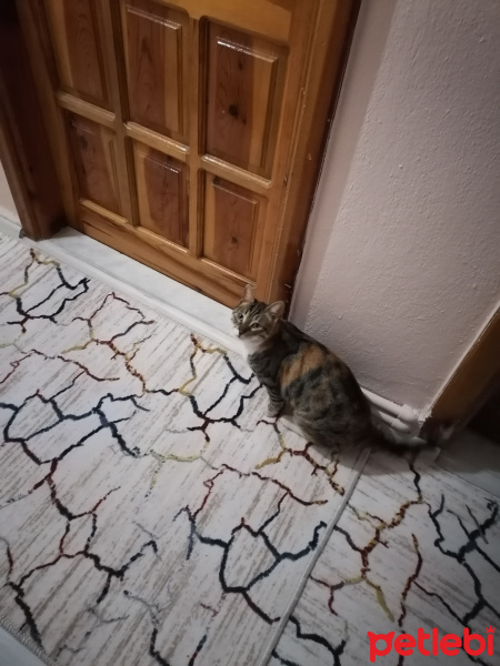 Tekir Kedi, Kedi  Bihter fotoğrafı