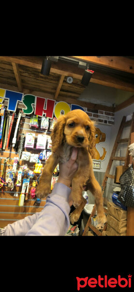 İngiliz Cocker Spaniel, Köpek  mia fotoğrafı