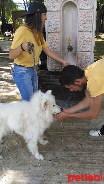 Samoyed, Köpek  Pamuk fotoğrafı