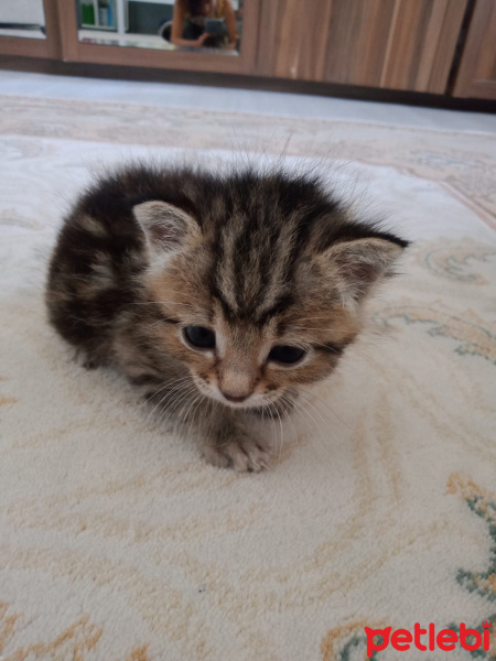 Tekir Kedi, Kedi  Fıstık fotoğrafı
