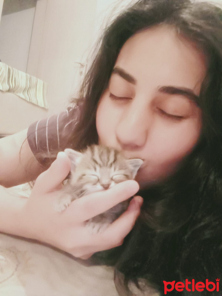 Tekir Kedi, Kedi  Fıstık fotoğrafı