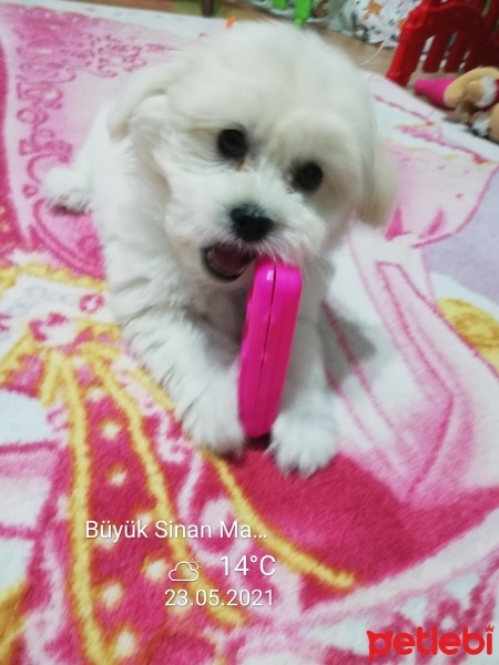 Maltese, Köpek  Alex fotoğrafı