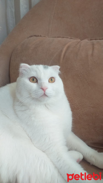 Scottish Fold, Kedi  PAMUK fotoğrafı