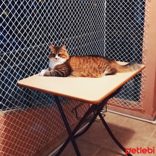 Scottish Fold, Kedi  PAMUK fotoğrafı