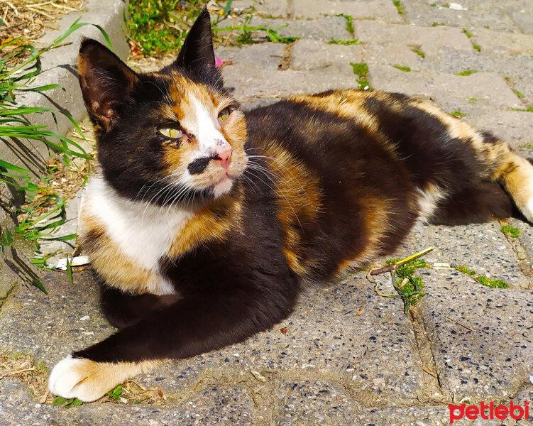 Tekir Kedi, Kedi  Zümrüt fotoğrafı