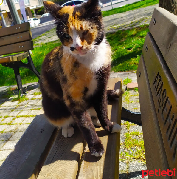 Tekir Kedi, Kedi  Zümrüt fotoğrafı