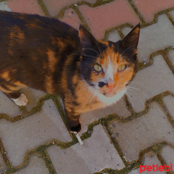 Tekir Kedi, Kedi  Zümrüt fotoğrafı