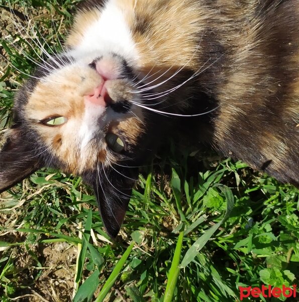 Tekir Kedi, Kedi  Zümrüt fotoğrafı