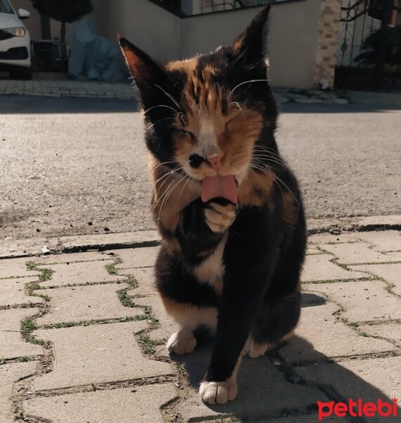 Tekir Kedi, Kedi  Zümrüt fotoğrafı